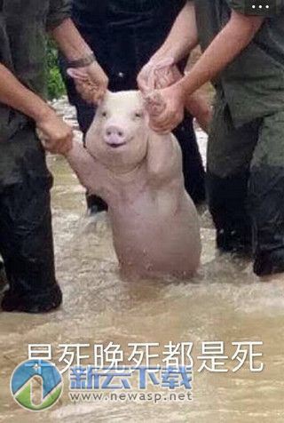 洪水受灾猪表情包
