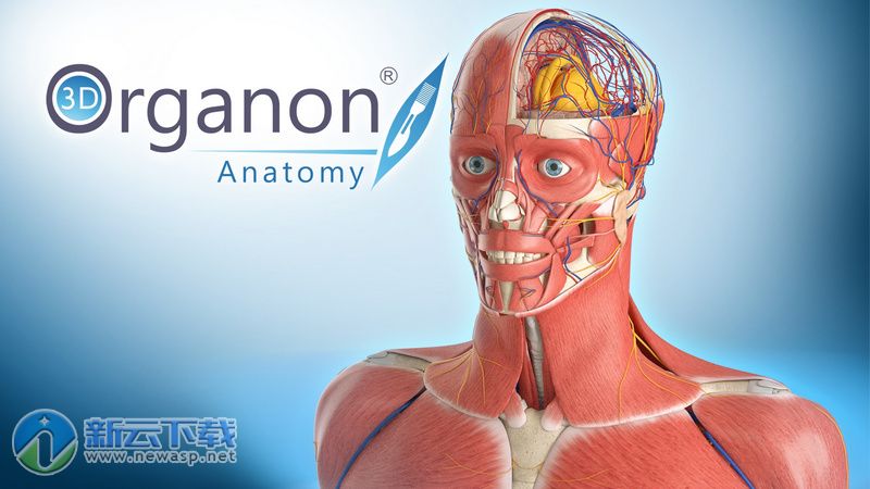 3D Organon Anatomy（3D人体解剖学软件）