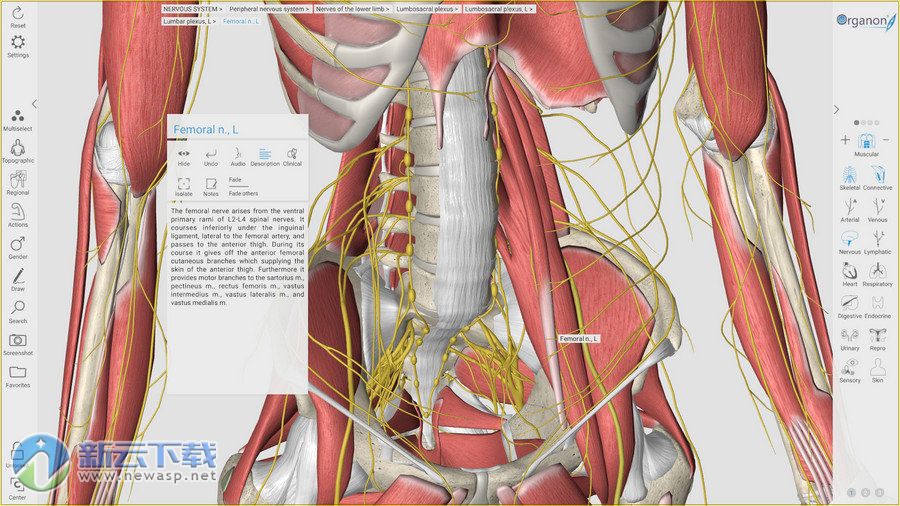 3D Organon Anatomy（3D人体解剖学软件）