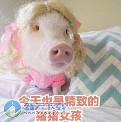 猪猪女孩表情包