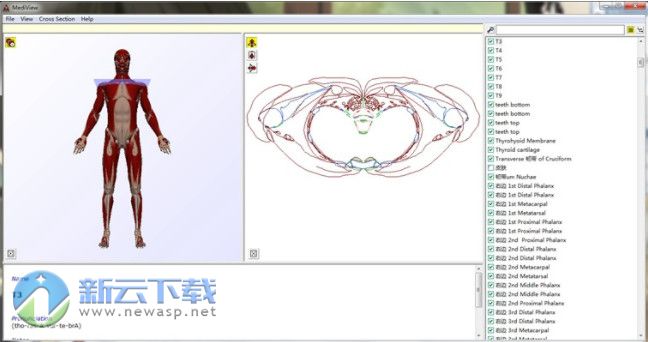 MediView（3D人体解剖）