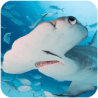 锤头鲨模拟器3D安卓版 手机版