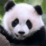 熊猫模拟器游戏 1.3.0 安卓版