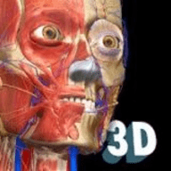 3D解刨学