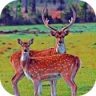 鹿家庭模拟器游戏 1.0 安卓版