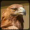 野鹰模拟器游戏 3.1 安卓版