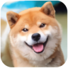 秋田犬模拟器 1.13 最新版