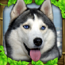 流浪狗生存模拟器游戏 1.2 安卓版