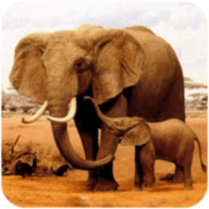 大象模拟器游戏