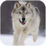 狼狗模拟器游戏 1.0.8 安卓版