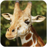 长颈鹿模拟器游戏 1.0.9 安卓版
