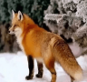 狐狸影视TV 1.0.1 安卓版