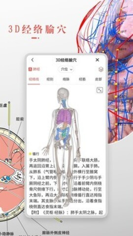 3d人体解剖学免费版