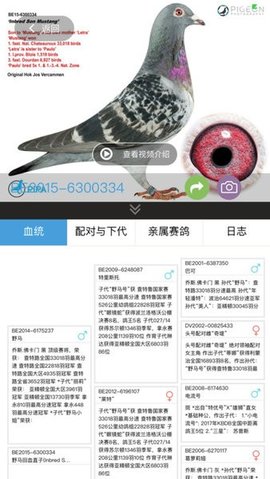 赛鸽云App