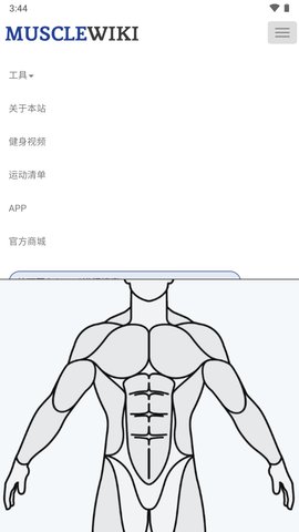 肌肉百科